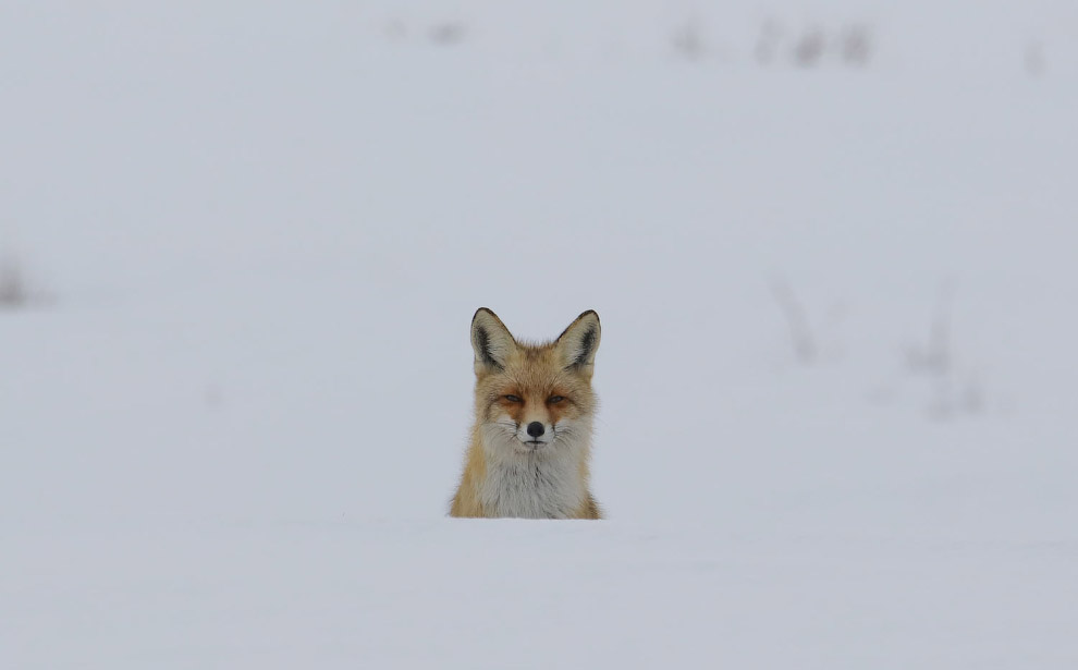 Замерзший мир в фотографиях