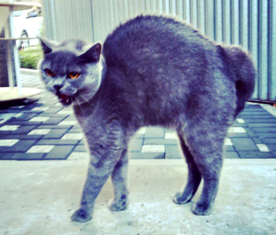 Сердитая кошка