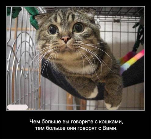 Интересные факты о кошках в картинках Интересные факты о кошках в картинках