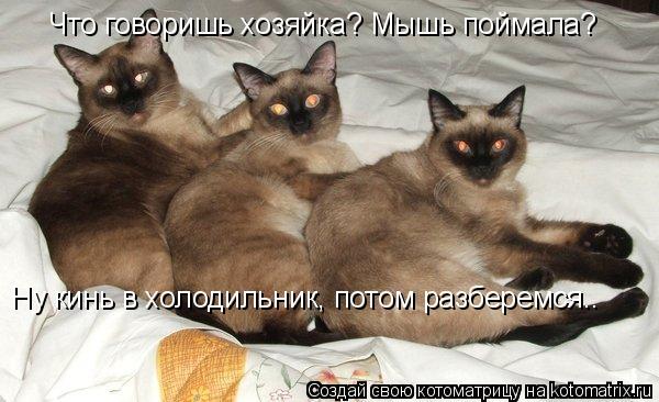 Ура!! Пятница - котоматрица!!! Ура!! Пятница - котоматрица!!!