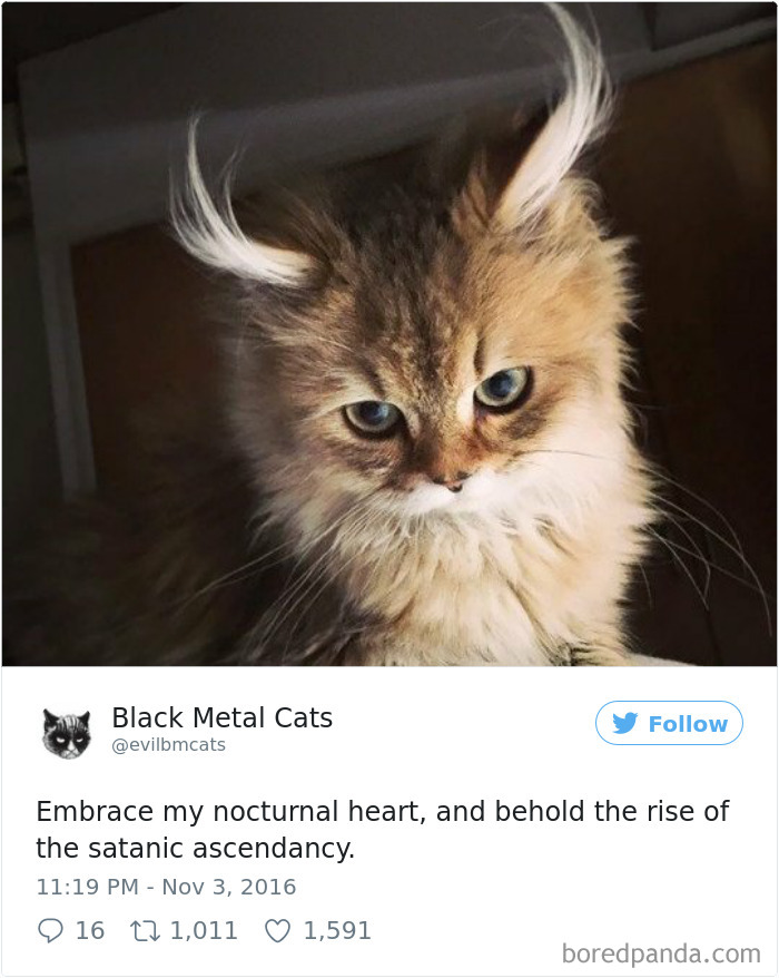 Black-metal-cats-lyrics-tweets