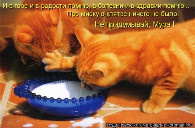 Самые свежие котоматрицы )) Самые свежие котоматрицы ))
