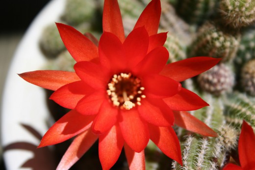 Эхинопсис (Echinopsis)