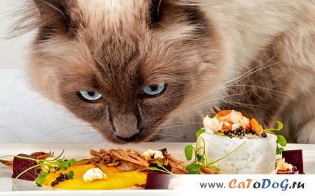 Омары и роллы с черной икрой для элитных английских кошек