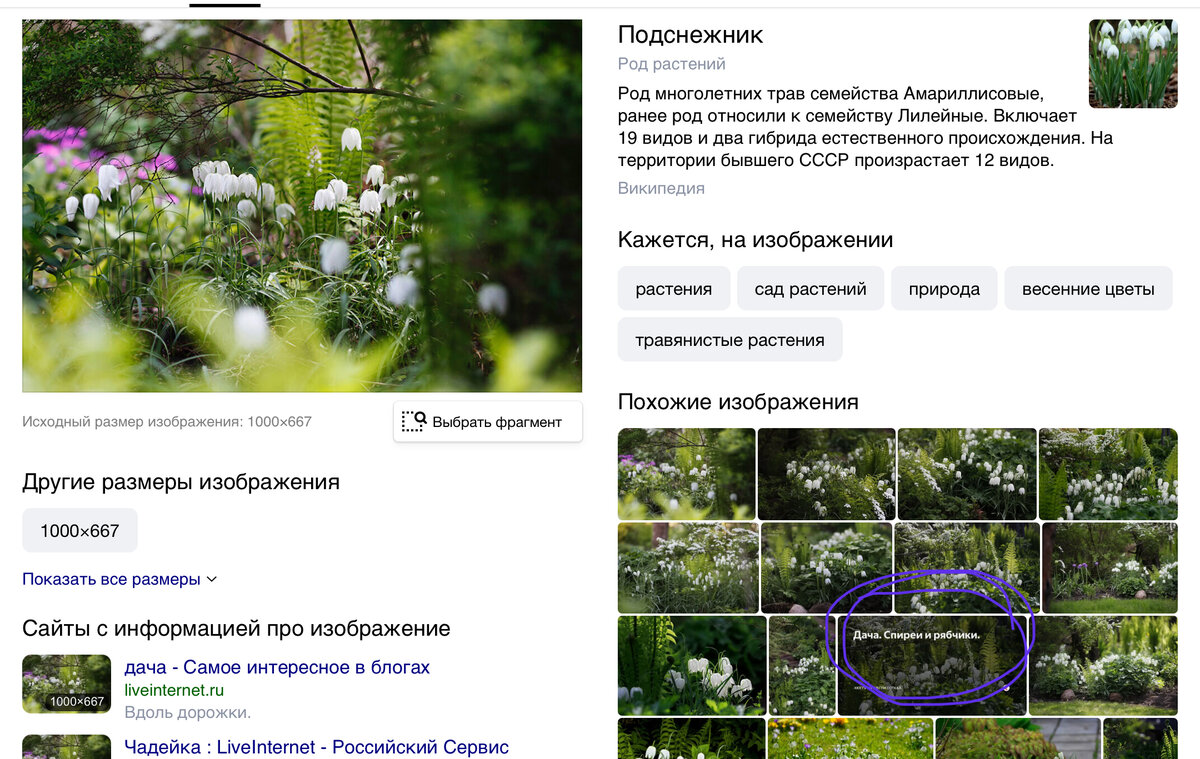 Как по фото узнать что за цветок по фото онлайн