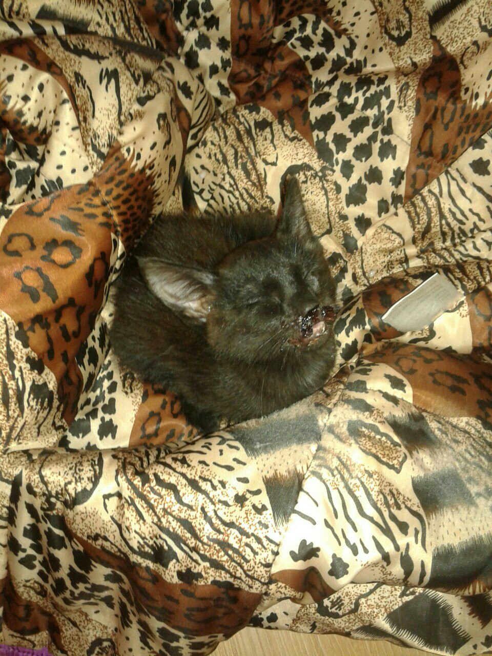 Подобрала на улице избитого котенка... Подобрала на улице избитого котенка...