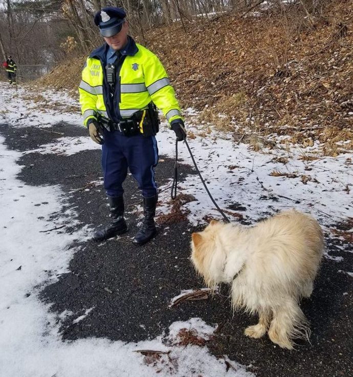 пес собака и мужчина
