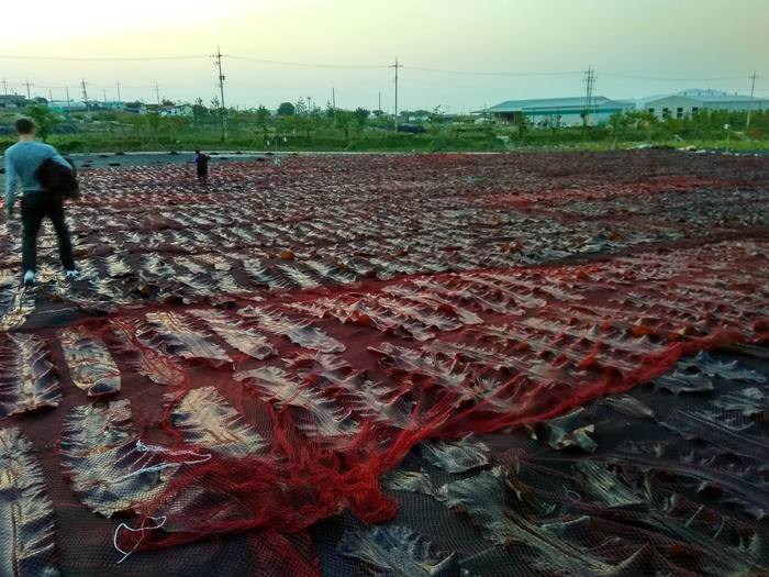 Работа и жизнь в Корее. Быт и культура Корейцев в глубинке. south korea, работа, путешествия, культура, Корейцы, длиннопост, южная корея