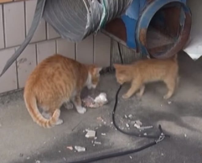 Кошка принесла еду Коты в подвале