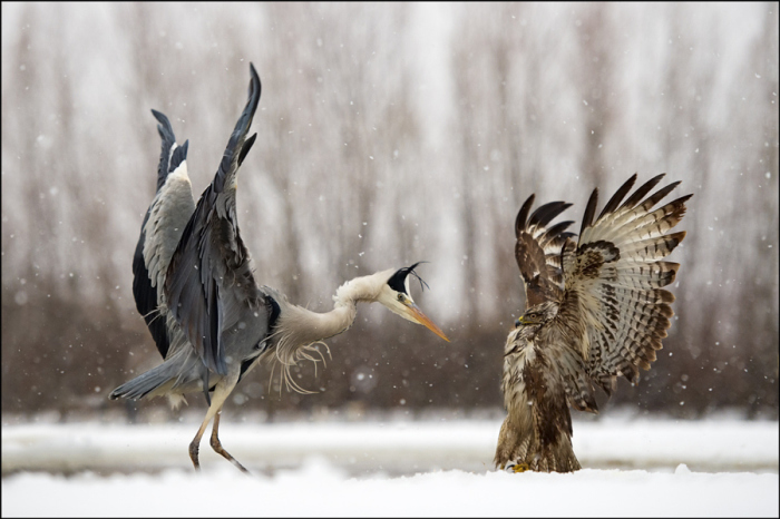 Фотограф: Джордж Чарф (Georg Scharf).