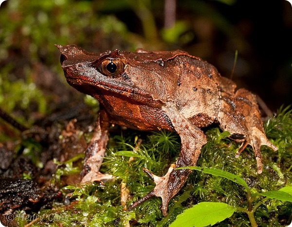 Рогатая горная чесночница (лат. Megophrys montana)