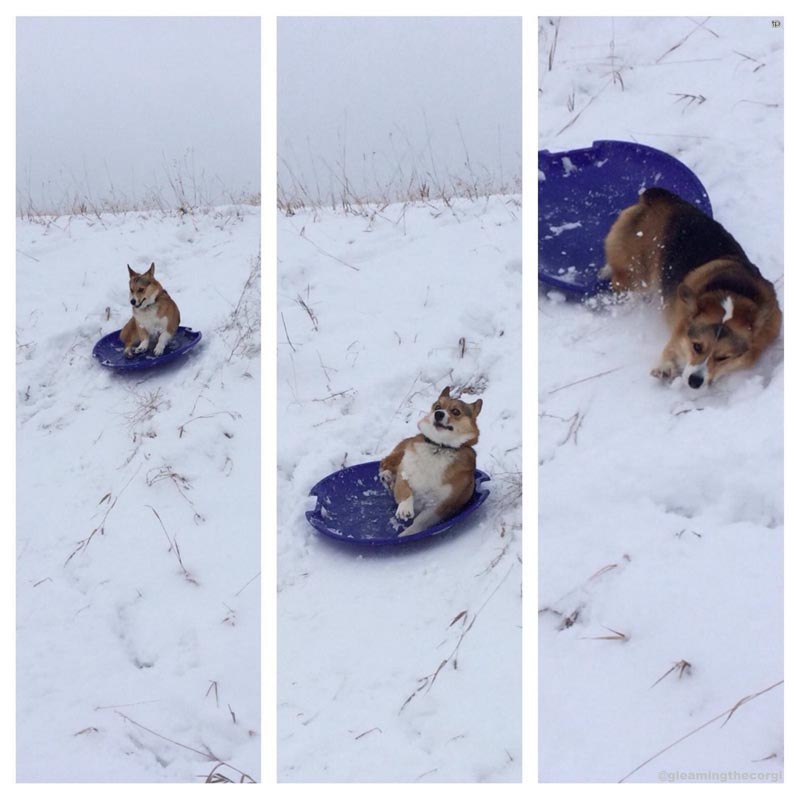 Собачьи неудачи - Пес катается со снежной горки 