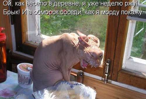 Котяры и другие, всякие разные, уматные...