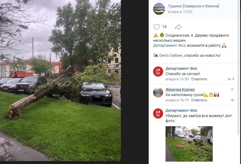 Коммунальные службы оперативно убрали упавшее дерево на Сходненской