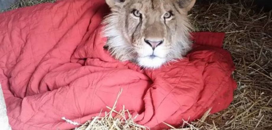 Спасенный лев не может спать без своего одеялка