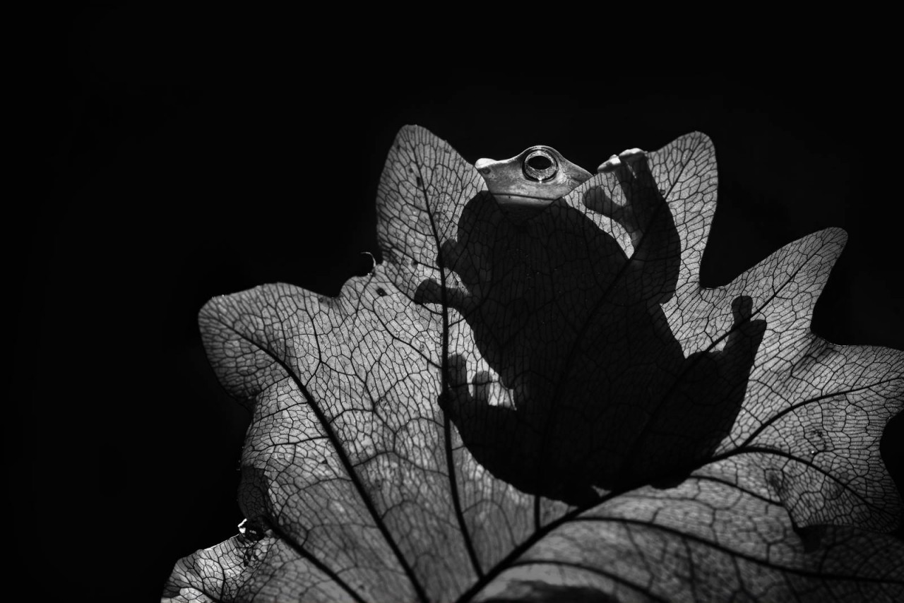 ФОТОВЫСТАВКА. Nordin Seruyan: насекомые и не только ФОТОВЫСТАВКА. Nordin Seruyan: насекомые и не только