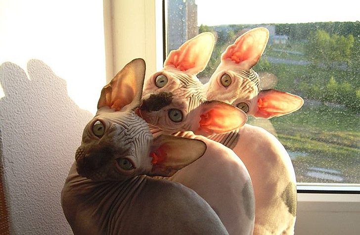 Синхронные коты Синхронные коты