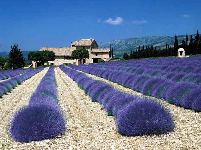 lavanda-foto-1-09-e1425555773484 (700x522, 136Kb)