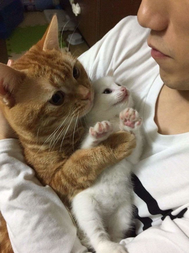 Животные, которые вам помогут подзарядиться позитивом и отдохнуть душой) Животные, которые вам помогут подзарядиться позитивом и отдохнуть душой)