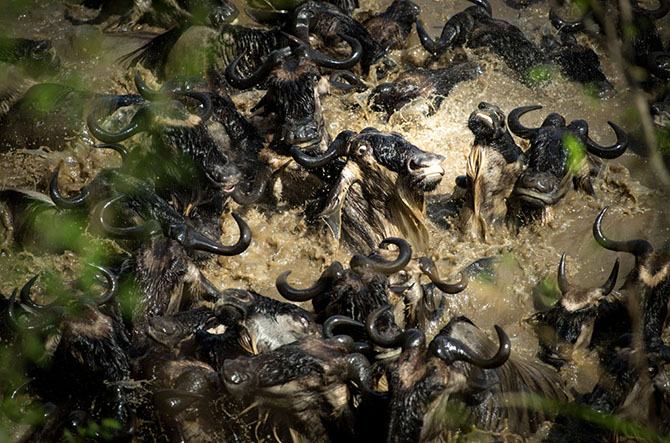 Лучшее с конкурса фотографии National Geographic 2013 (часть 2)