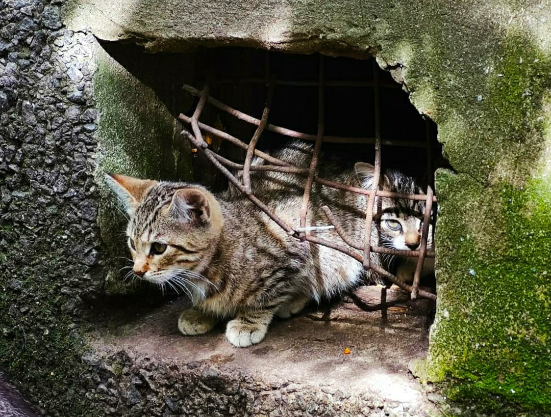 Нужно забрать малышей хотя бы на передержки! Умоляем, отзовитесь!!!