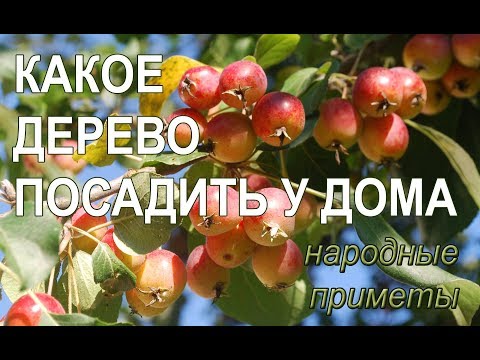 Какое дерево посадить у дома Какое дерево посадить у дома
