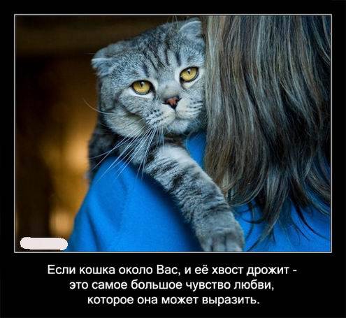 Интересные факты о кошках в картинках Интересные факты о кошках в картинках