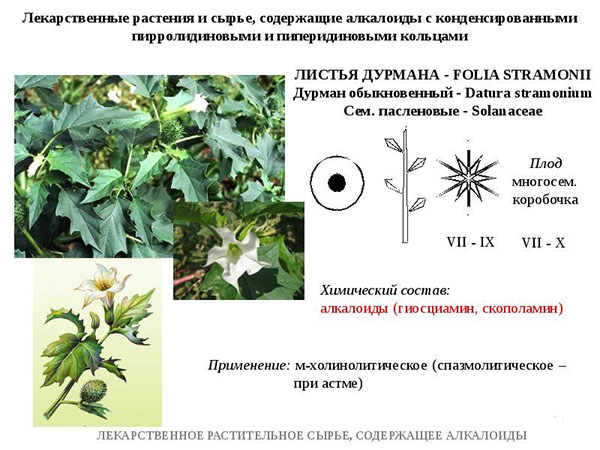 лекарственное растение