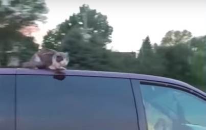 Видео: бесстрашный кот прокатился на крыше автомобиля на скорости 100 км/час