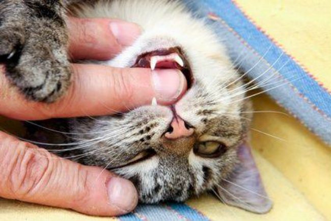 15 способов, которыми кот признается вам в любви Original