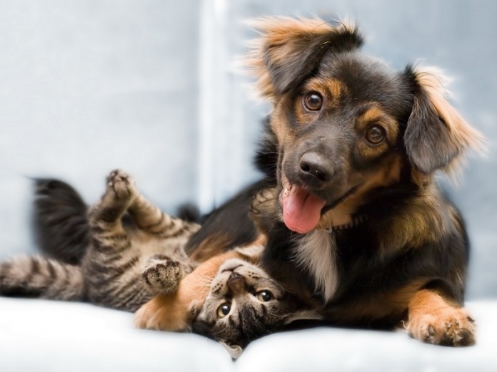 cat-and-dog