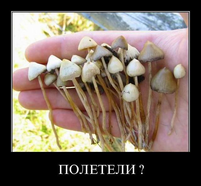 Демотиваторы, правильный фотограф... Демотиваторы, правильный фотограф...