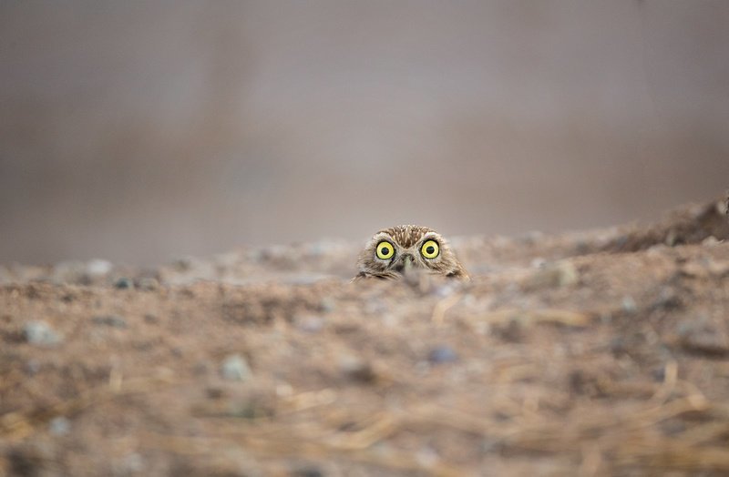 11. "Кто-то сказал "шоколад"?" (фото: Шейн Кина) Comedy Wildlife Photography Awards, животные, конкурс, природа, смех, фотография, юмор