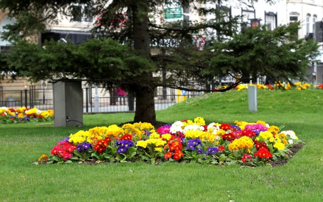 Цветы примулы не перестанут восхищать вас своей красотой