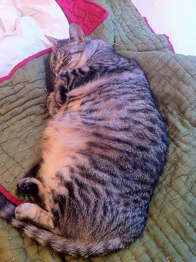толстые коты, кот толстопуз, смешные коты