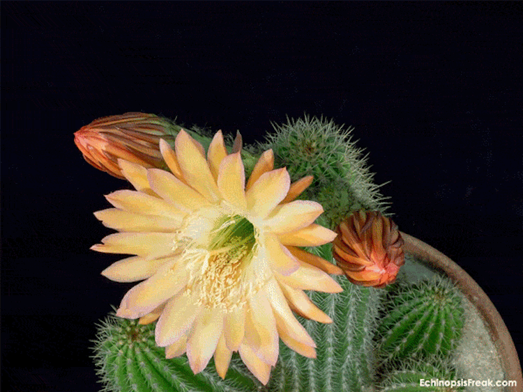 echinopsis-bloom-time-lapse-videos-greg-krehel-3.gif echinopsis-bloom-time-lapse-videos-greg-krehel-3.gif