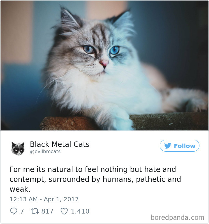 Black-metal-cats-lyrics-tweets