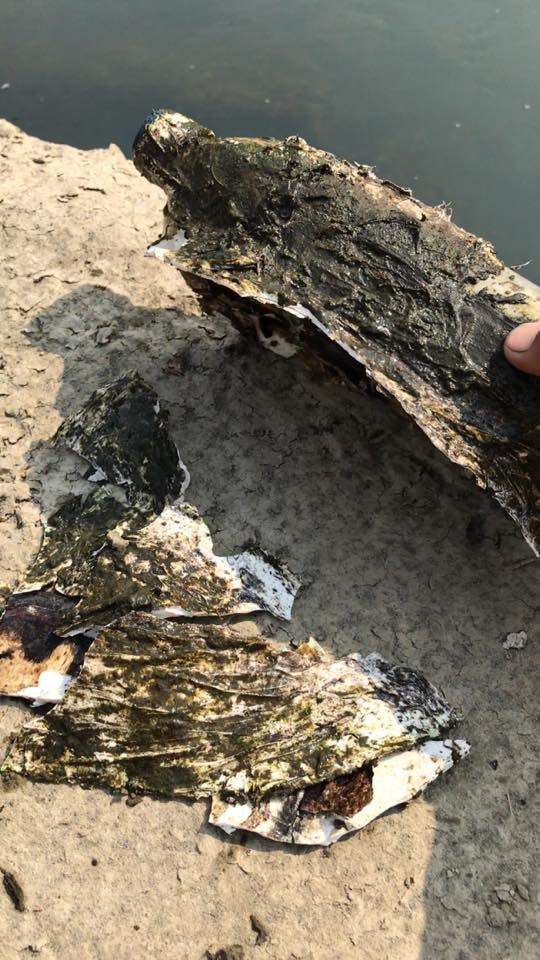Человек заметил быстро плавающую бутылку в воде... Спасение черепахи Человек заметил быстро плавающую бутылку в воде... Спасение черепахи