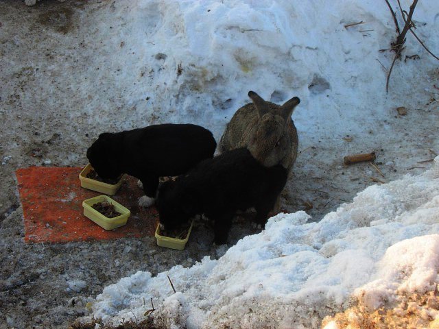 Домашний кролик вырыл себе на зиму нору и приютил трех щенят, которым он заменил папу Домашний кролик вырыл себе на зиму нору и приютил трех щенят, которым он заменил папу