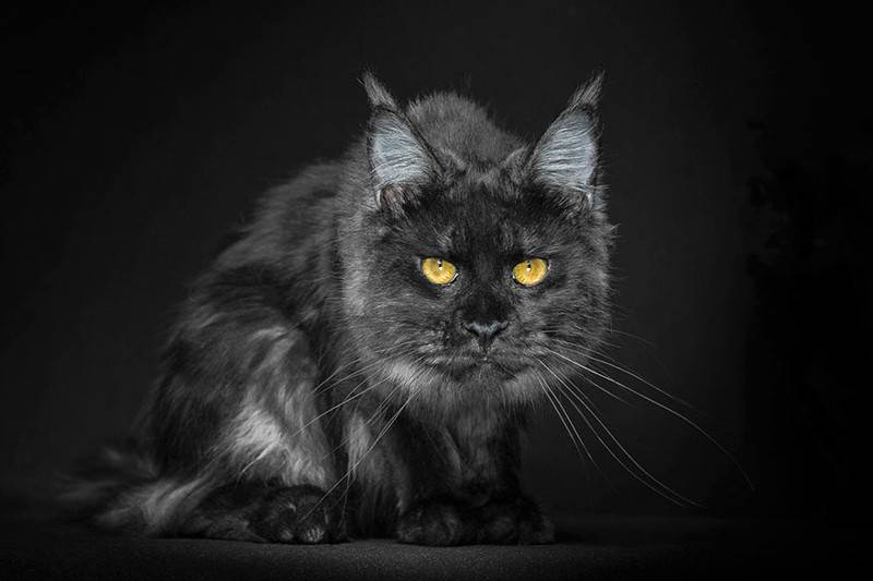 Мэйкуны - фантастические коты. Словно лев в миниатюре! Мэйкуны - фантастические коты. Словно лев в миниатюре!