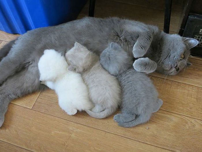 Гордые мамы-кошки со своими многочисленными котятами Гордые мамы-кошки, кошки со своими котятами