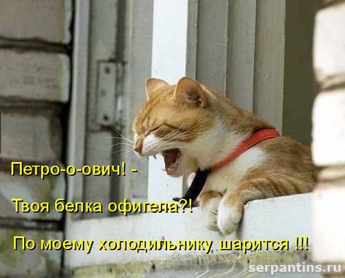наглая белка