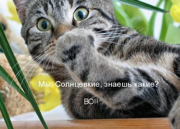 аудио книга о коте мартыне. аудио книга о коте мартыне.