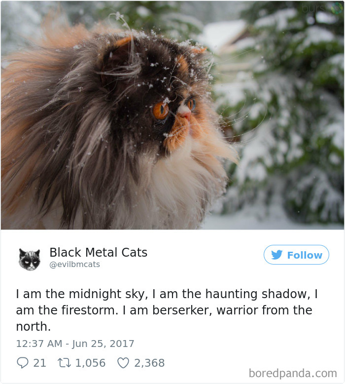 Black-metal-cats-lyrics-tweets