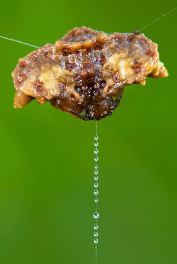 Насекомые и мимикрия