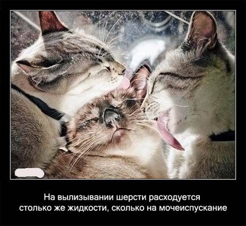 Интересные факты о кошках в картинках Интересные факты о кошках в картинках