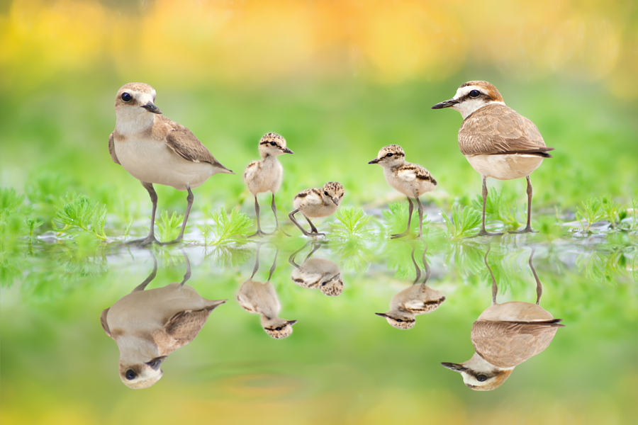 ～ Family Portrait | Kentish Plover ～, автор — FuYi Chen на 500px.com