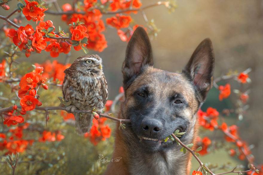 Эти 30+ фотографий пса и его подруги совы — единственная вещь, которую вам нужно увидеть сегодня Эти 30+ фотографий пса и его подруги совы — единственная вещь, которую вам нужно увидеть сегодня