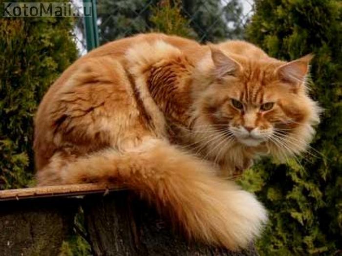 Про кота