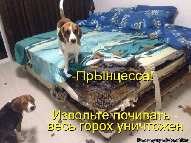 Лучшие котоматрицы недели Лучшие котоматрицы недели